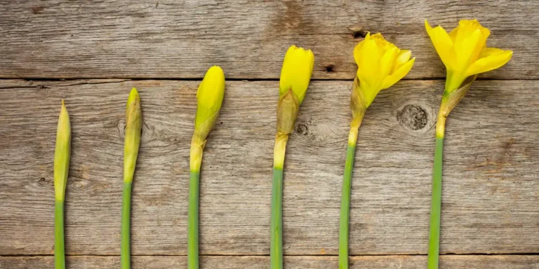 ورود النرجس تتفتح تدريجياً لتجسّد مراحل التعافي من الإساءة النرجسية.